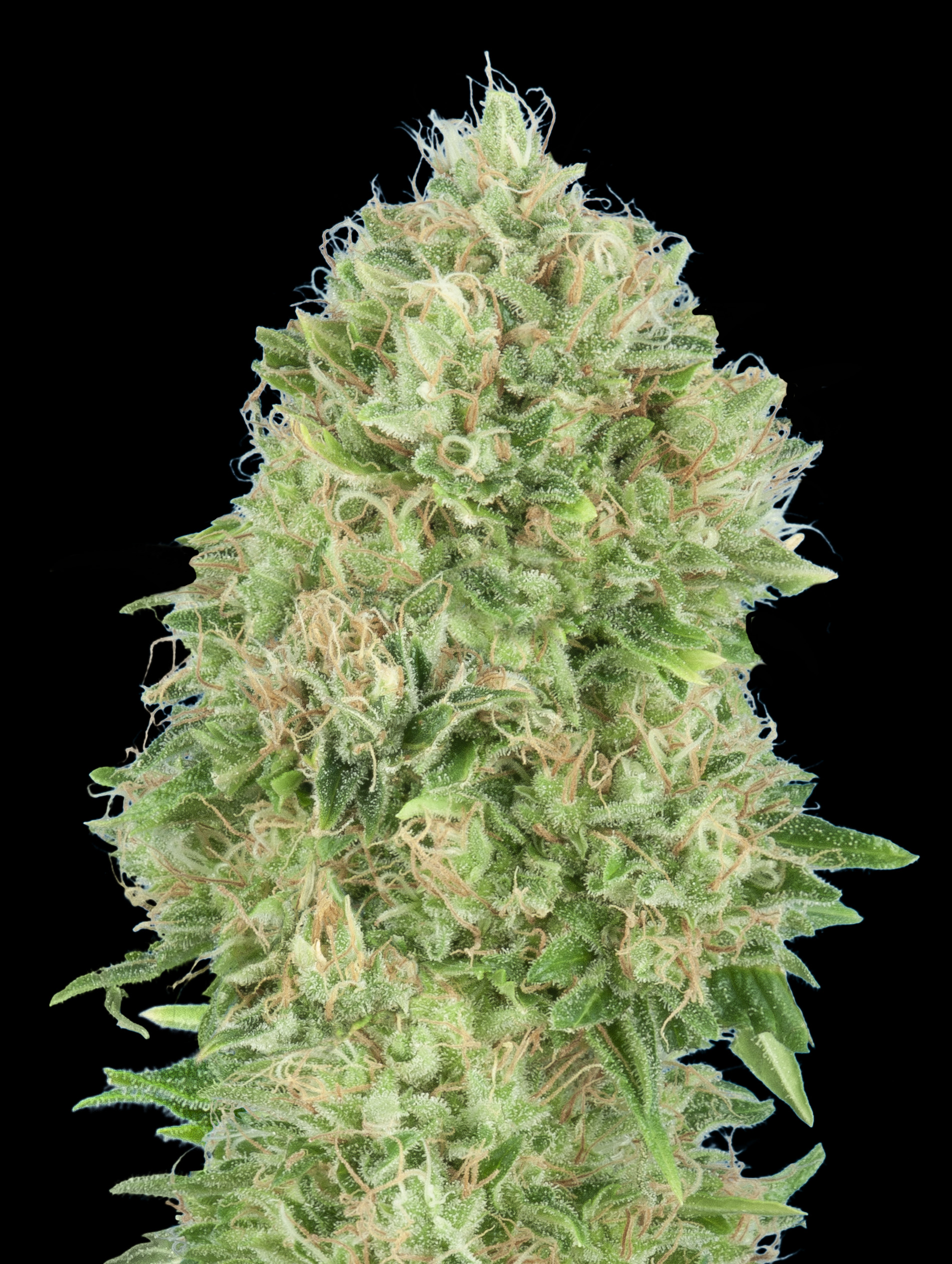 Advanced Seeds - Pineapple Glue