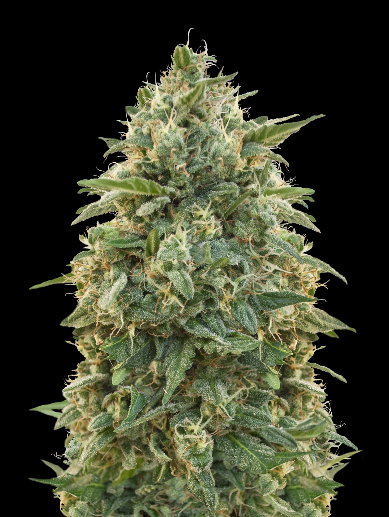 Advanced Seeds - Amnesia