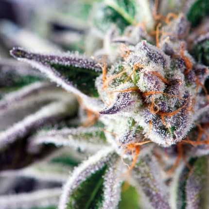 American Strains - Do Si Dos