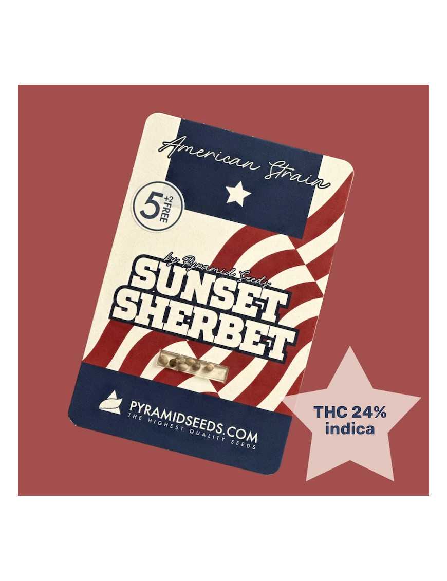 American Strains - Sunset Sherbet