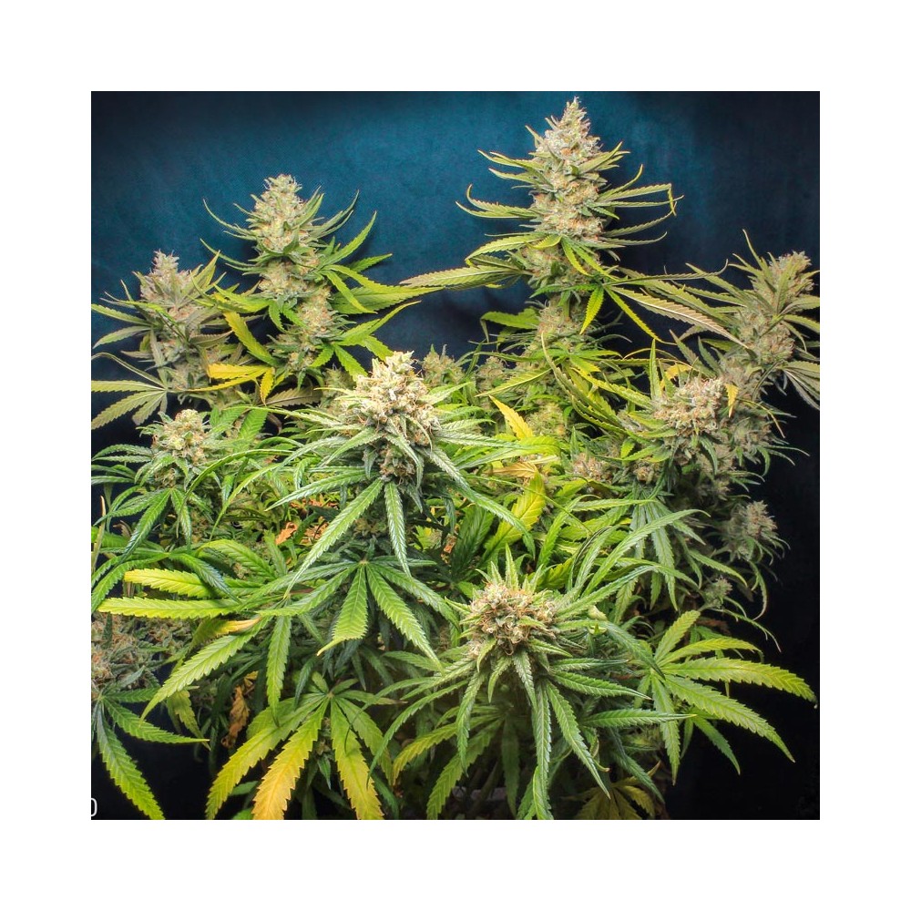 Eva Seeds - Lemon King