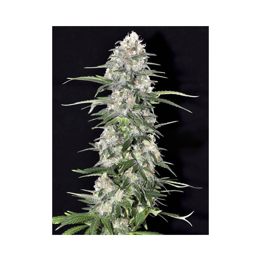 Eva Seeds - Jamaican Dream