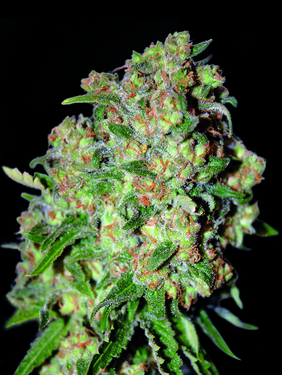 Advanced Seeds - Critical