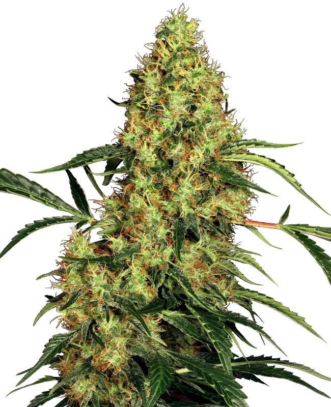 Sensi Seeds - Mexican Sativa