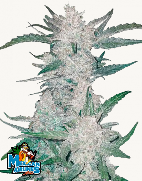 420 Fast Buds - Mexican Airlines Auto