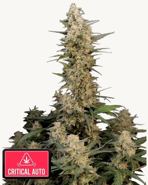 420 Fast Buds - Original Critical Auto