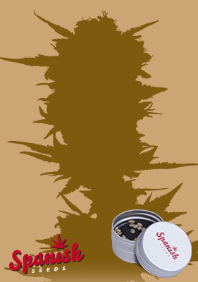 Spanish Seeds - Auto Blueberry