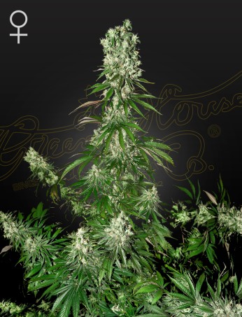 Green House Seeds - White Strawberry Skunk