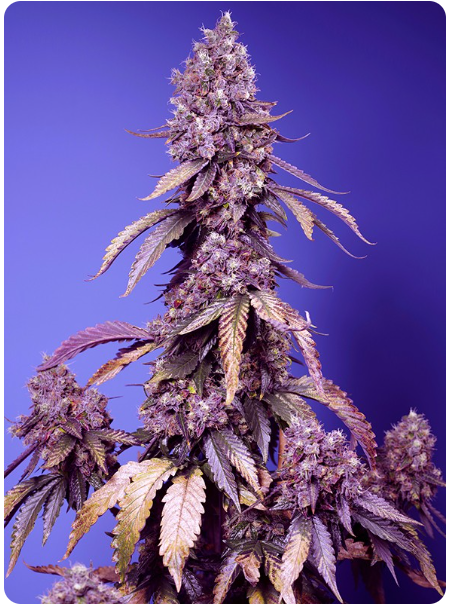 Sweet Seeds - Black Muffin F1 Fast Version