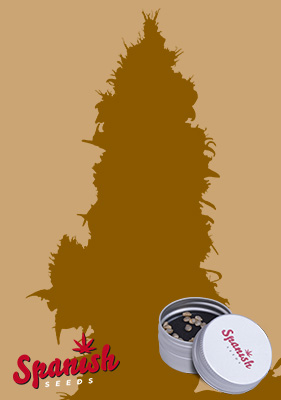 Spanish Seeds - White Widow x Wedding Cheesecake 