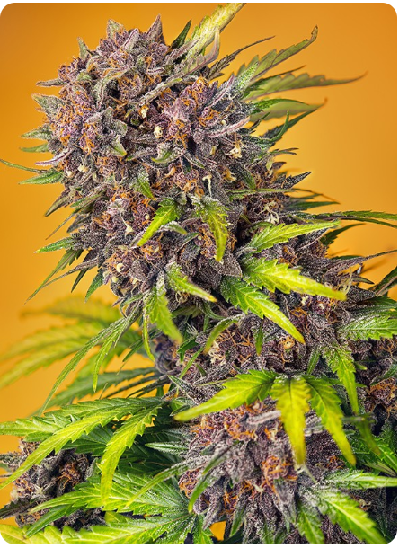 Sweet Seeds - Diablo Rojo XL Auto