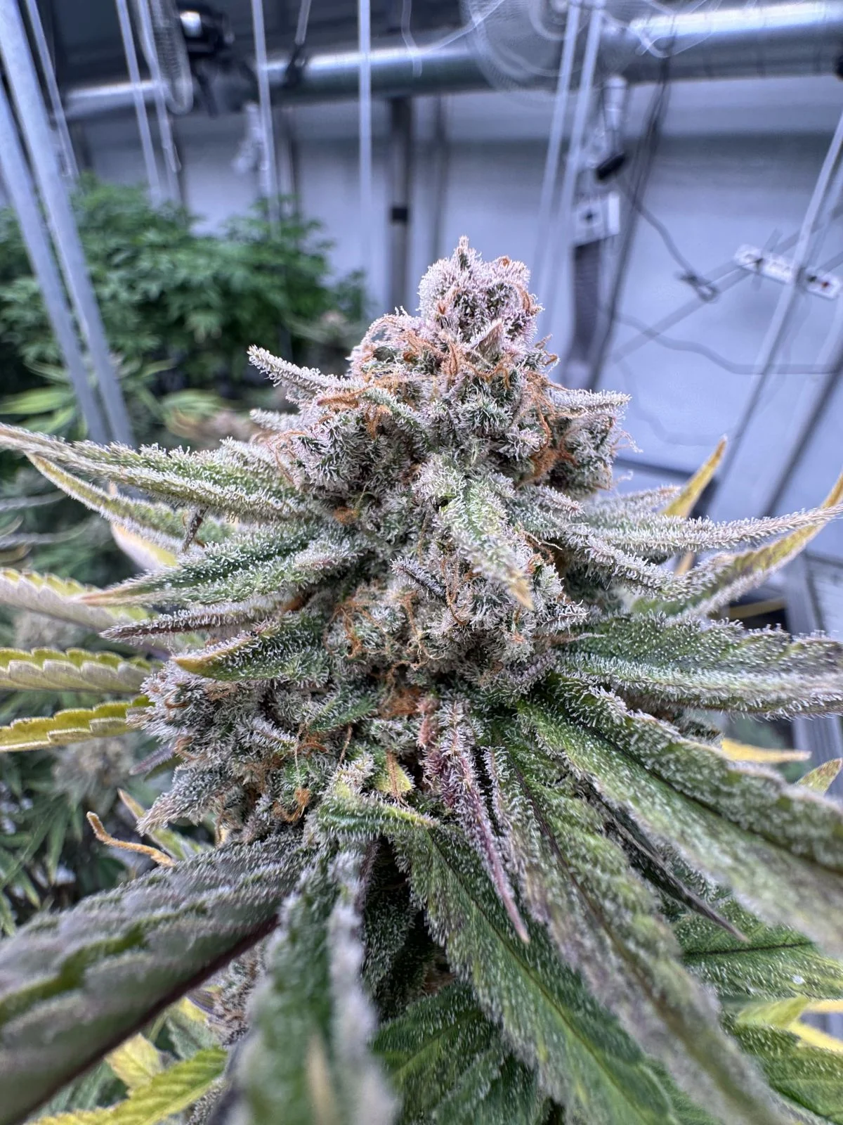 420 Fast Buds - Cherry Cola Auto