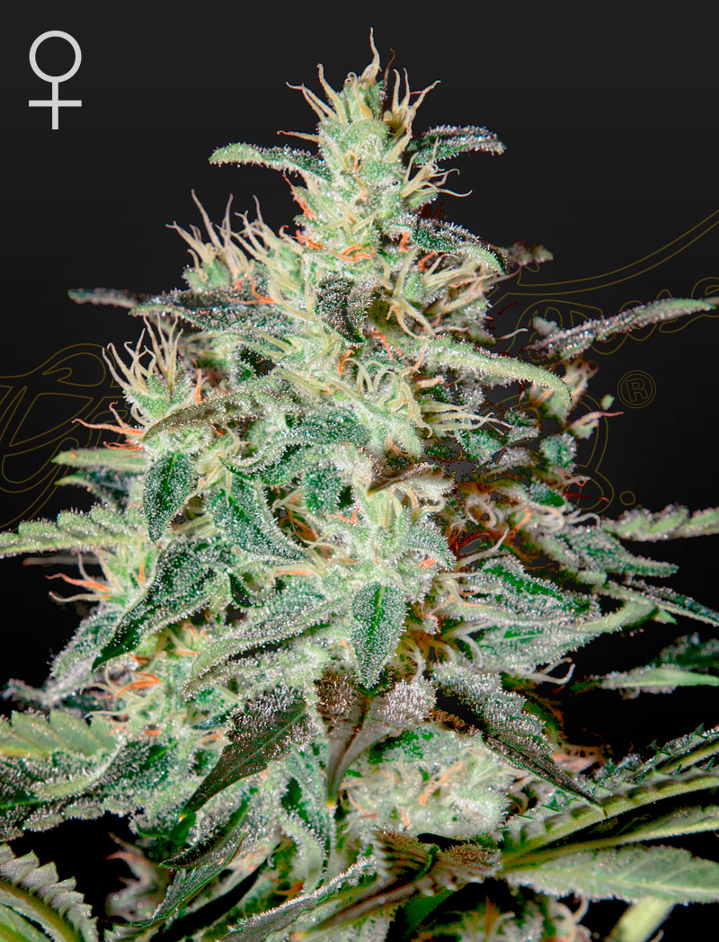 Green House Seeds - White Lemon