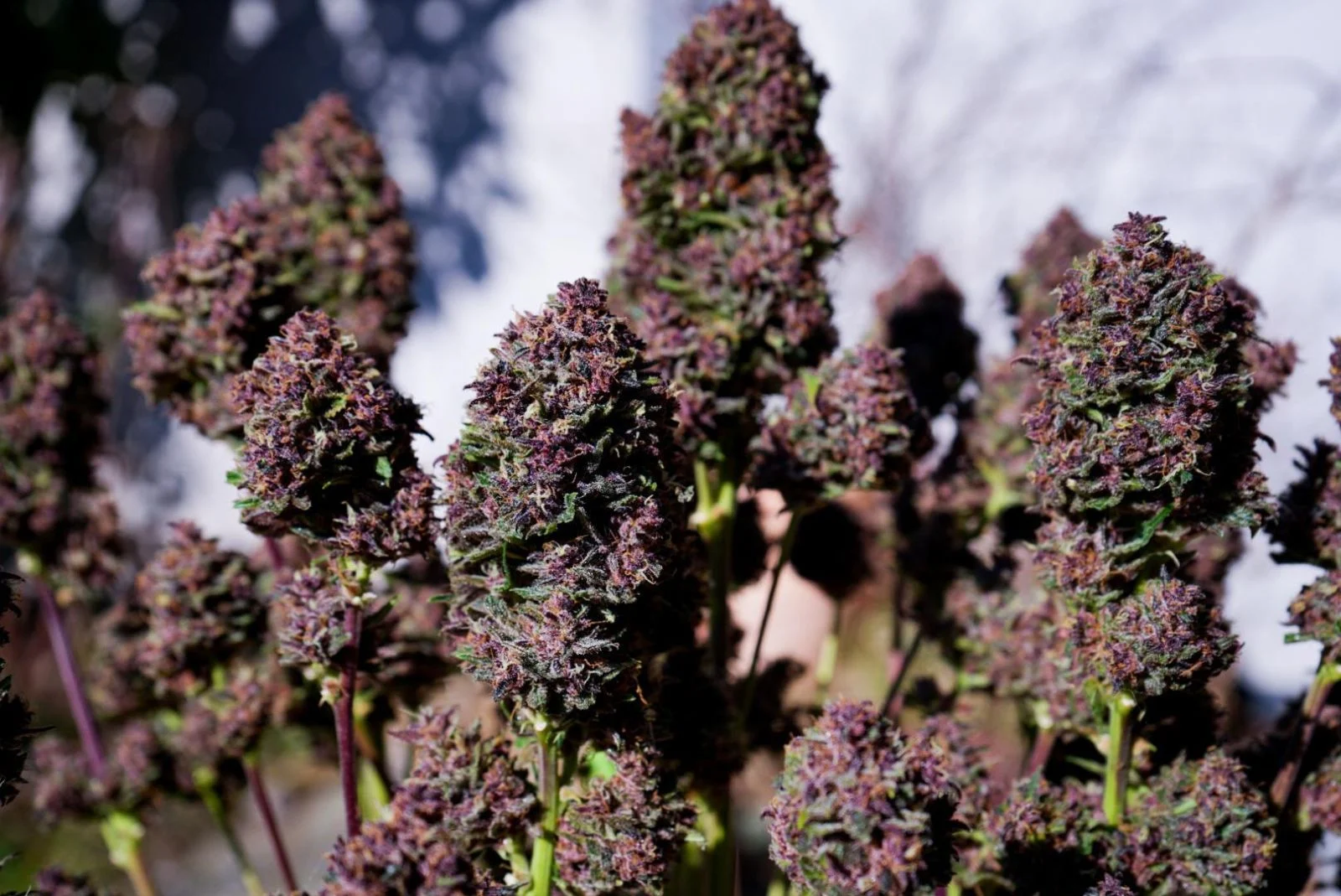 420 Fast Buds - Purple Haze Auto