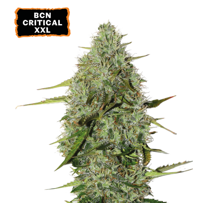 Seed Stockers - BCN Critical XXL Auto