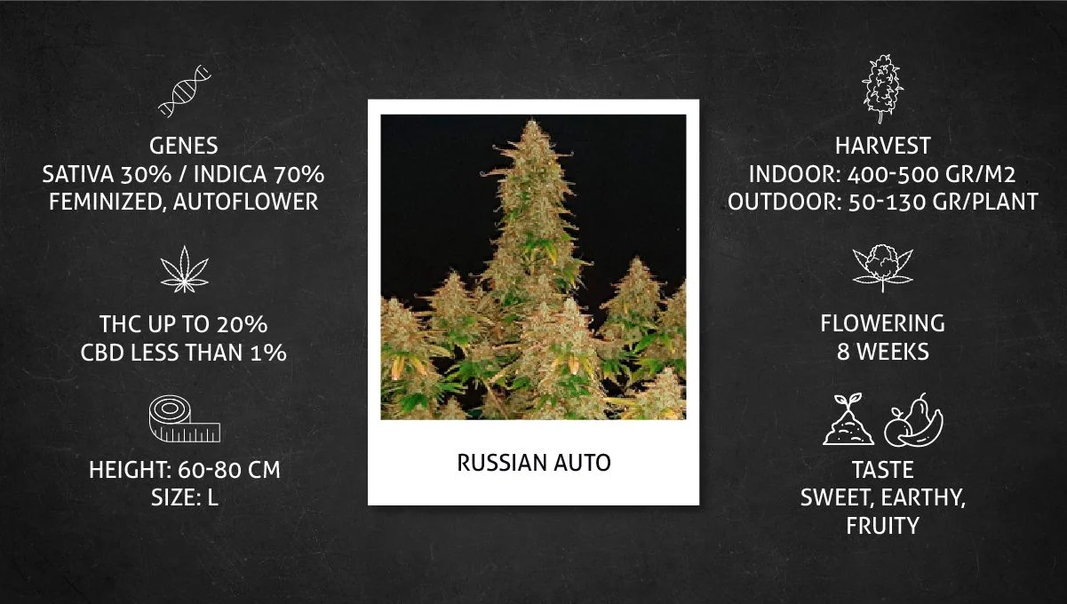 420 Fast Buds - Original Russian Auto