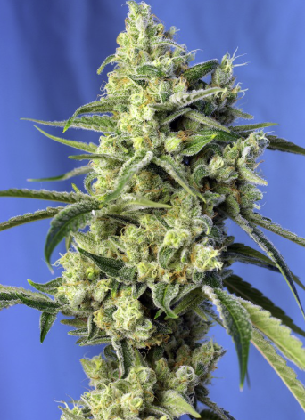 Sweet Seeds - Sweet Amnesia Haze