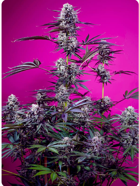 Sweet Seeds - Studio 54 Stardust Auto