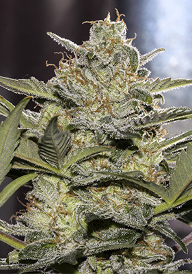 Spanish Seeds - Auto Critical