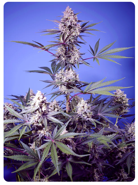 Sweet Seeds - Mental Rainbow F1 Fast Version