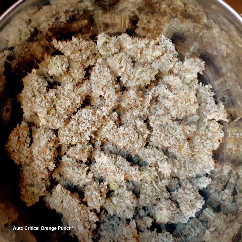 Dutch Passion - Auto Critical Orange Punch