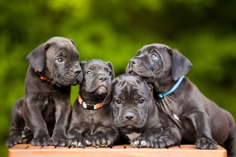 Italian mastiff Cane Corso stud service 