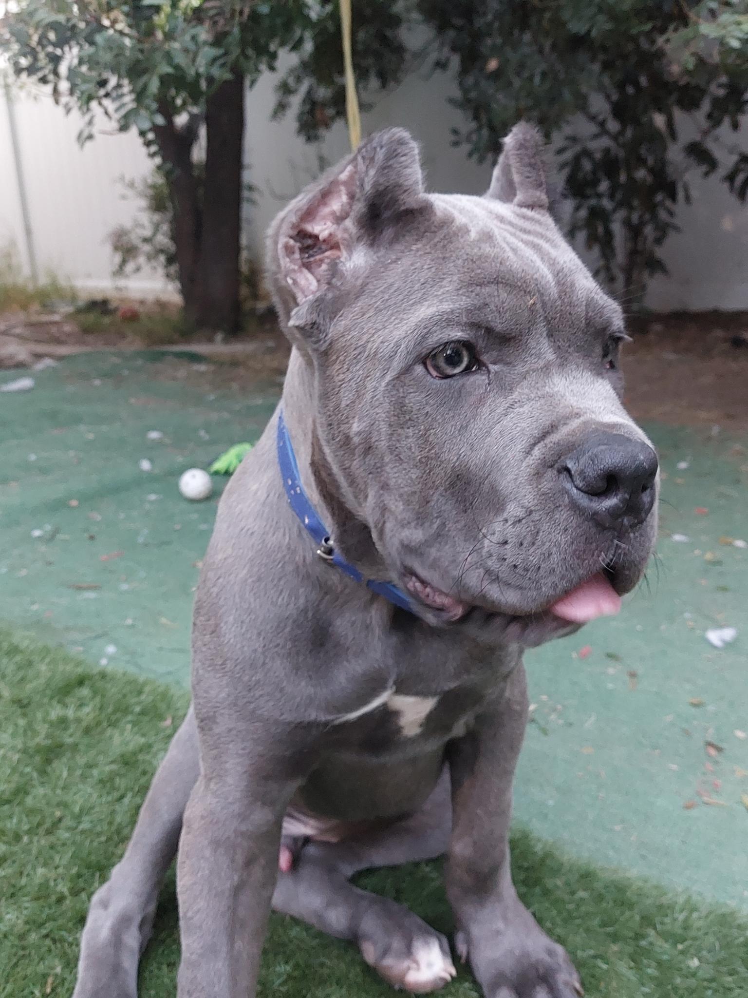 Italian mastiff Cane Corso stud service 