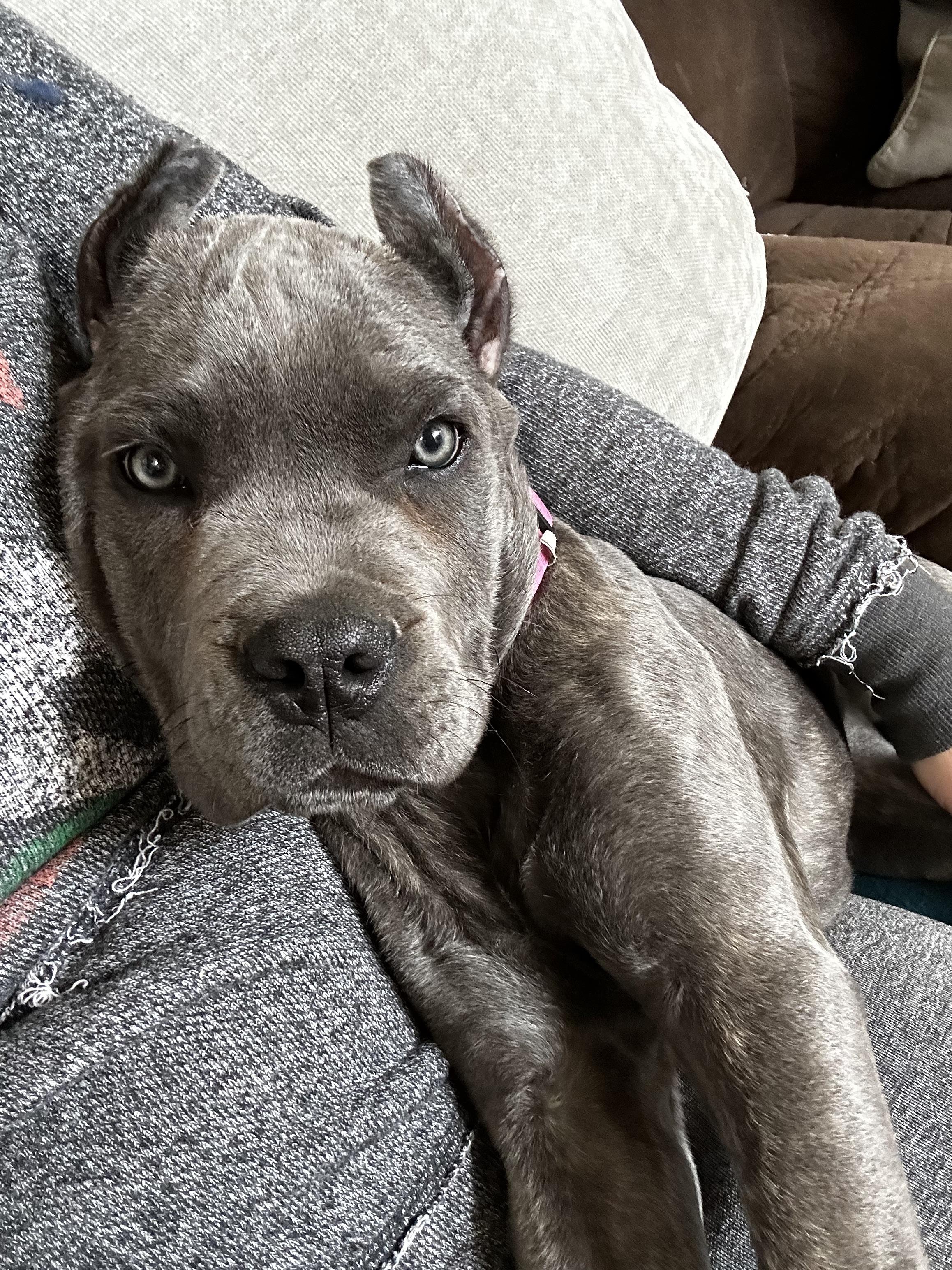 Italian mastiff canecorso showdog AKC ifcc registered 