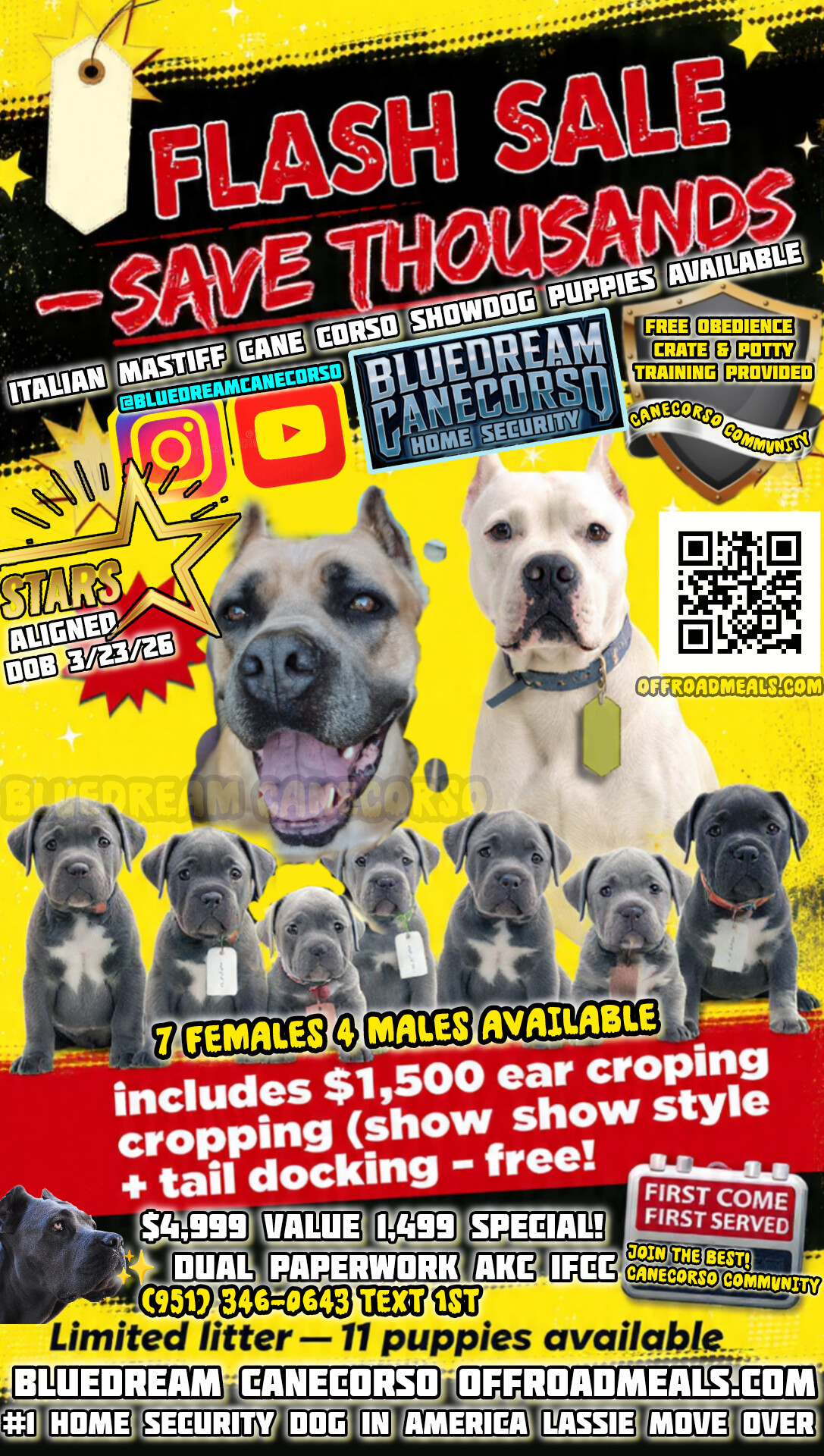 Cane Corso Showdog Puppies