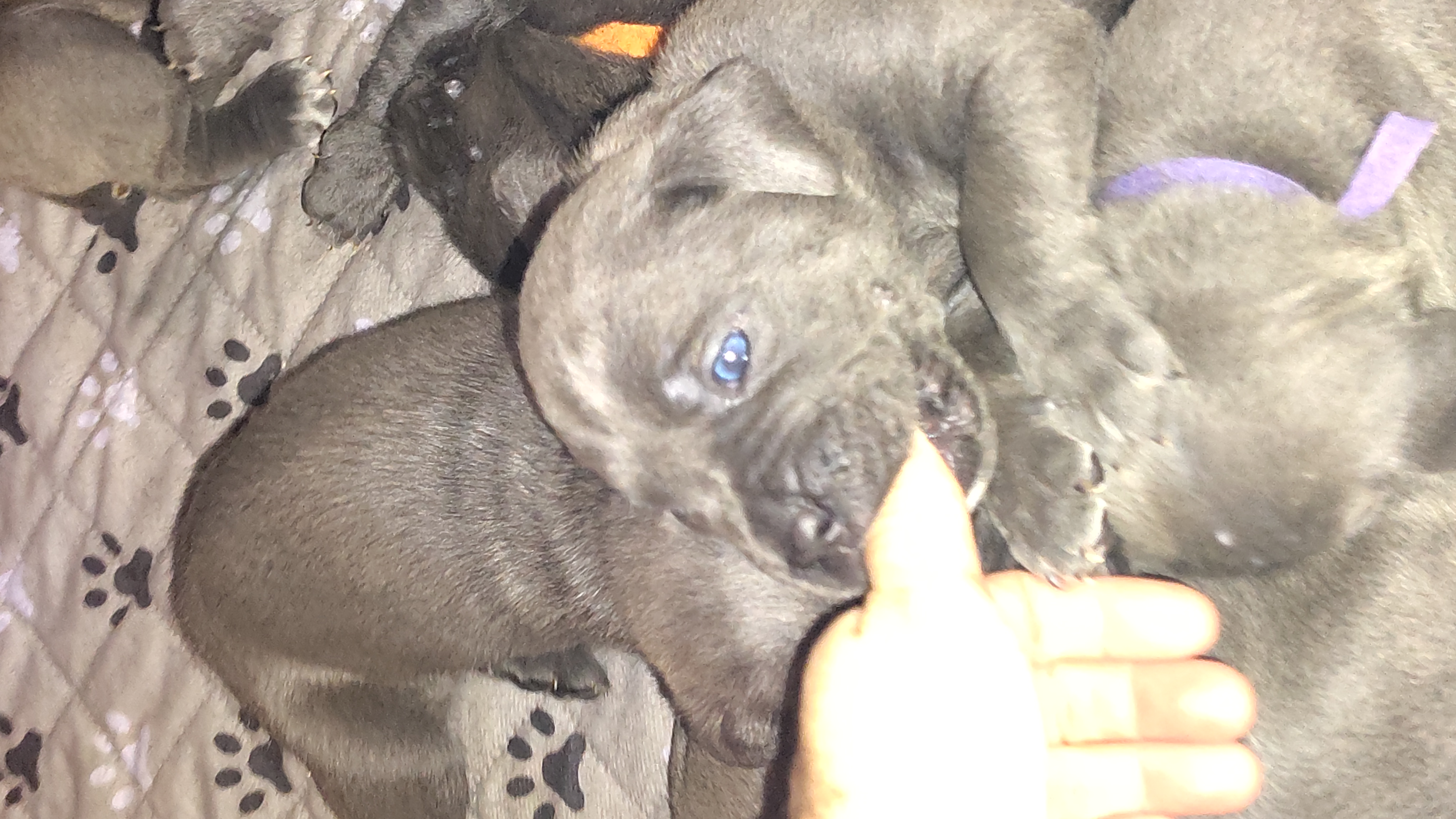 Italian mastiff canecorso showdog AKC ifcc registered 