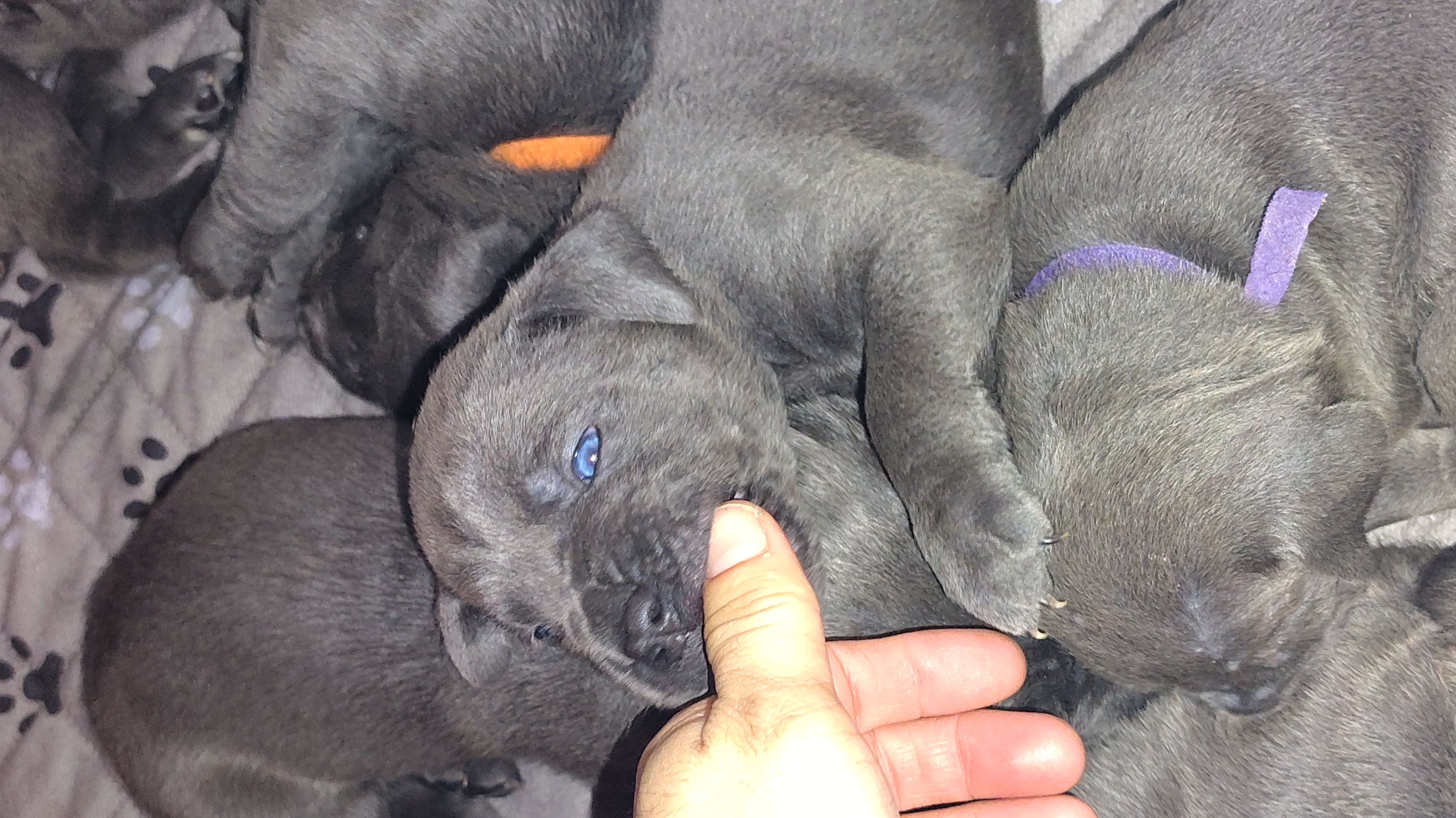 Cane Corso Showdog Puppies