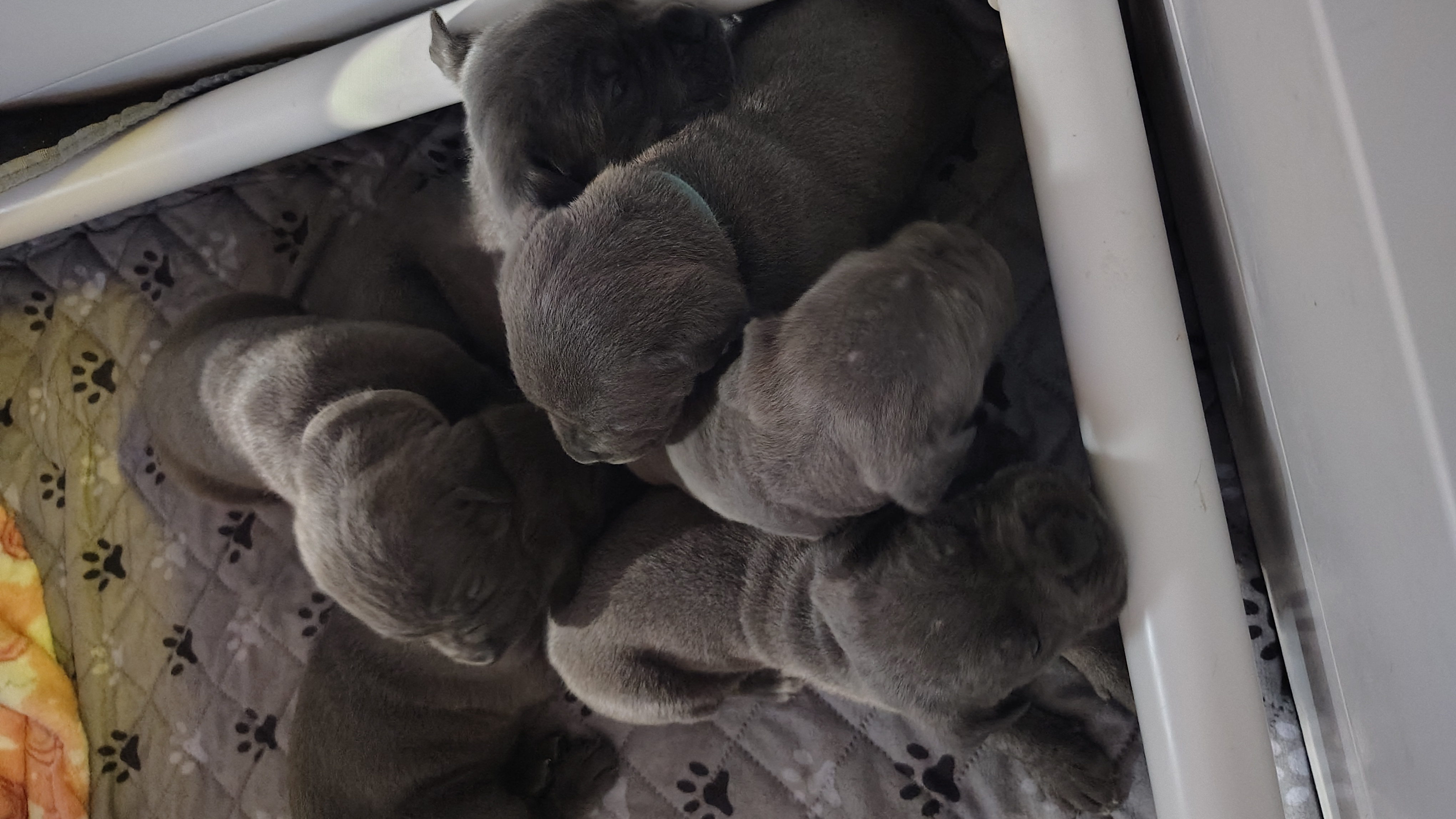 Italian mastiff canecorso showdog AKC ifcc registered 