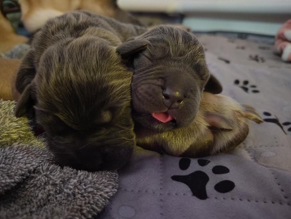 Stud Service Italian mastiff canecorso showdog 