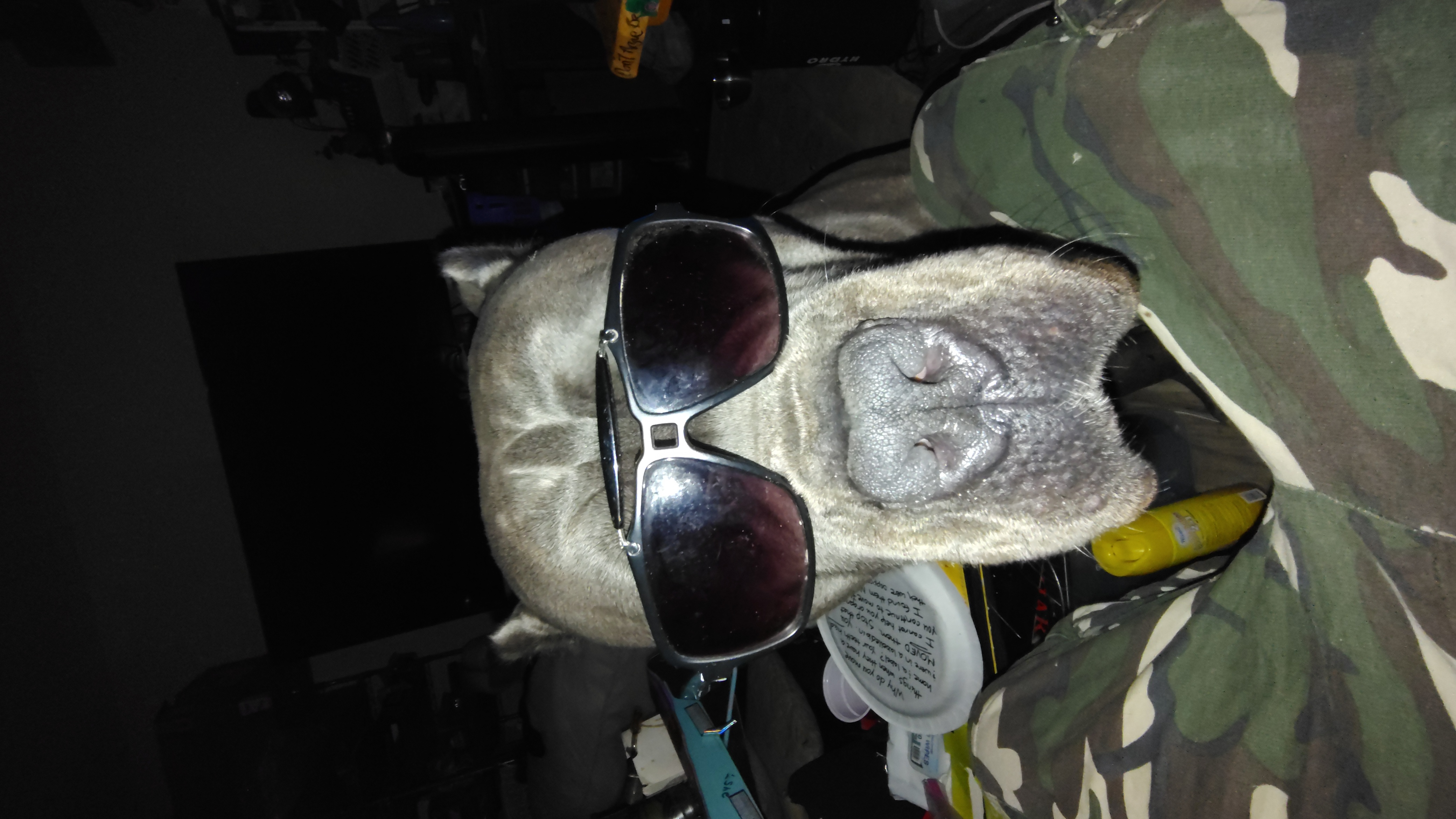 Stud Service Italian mastiff canecorso showdog 