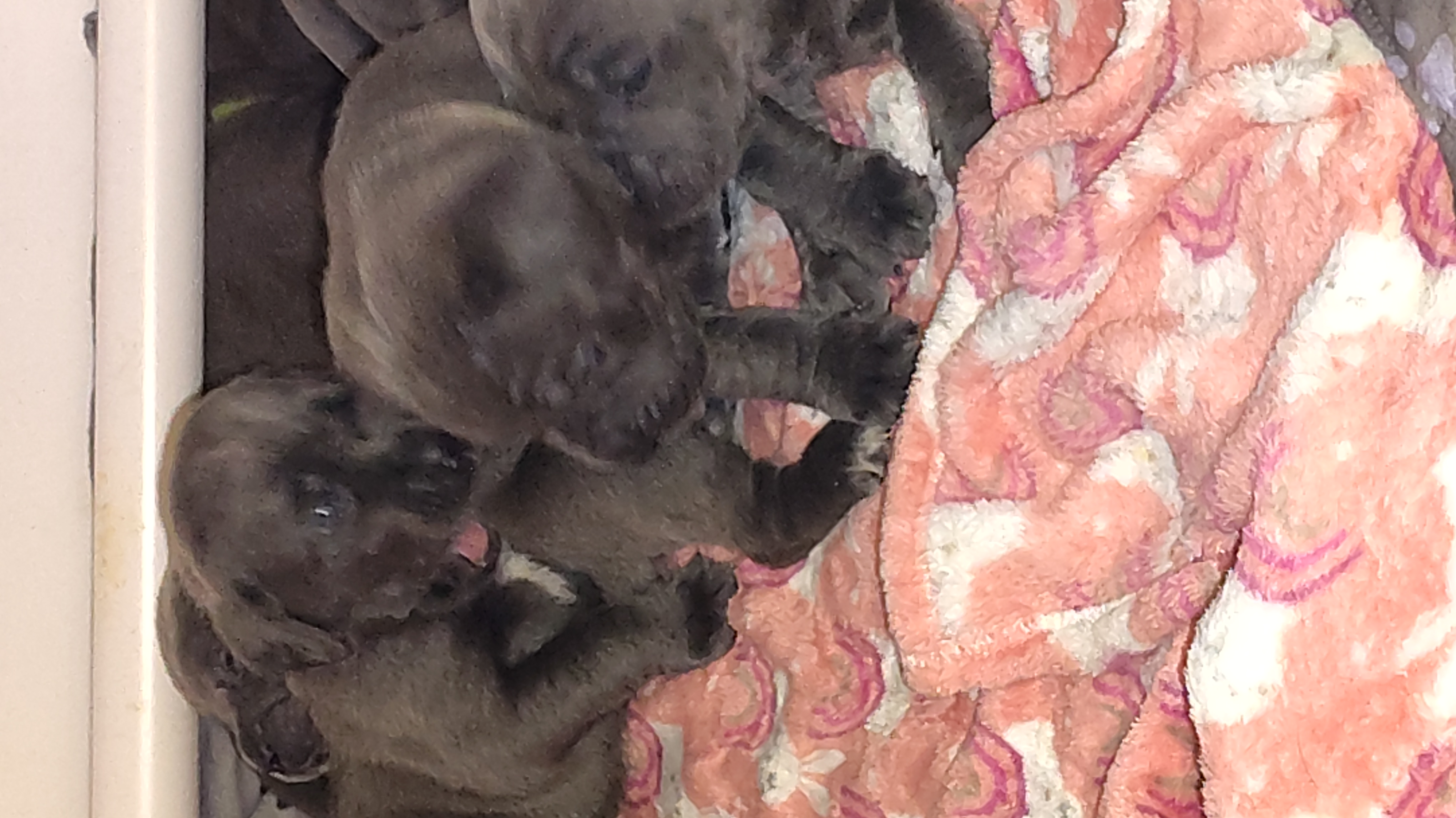Cane Corso Showdog Puppies