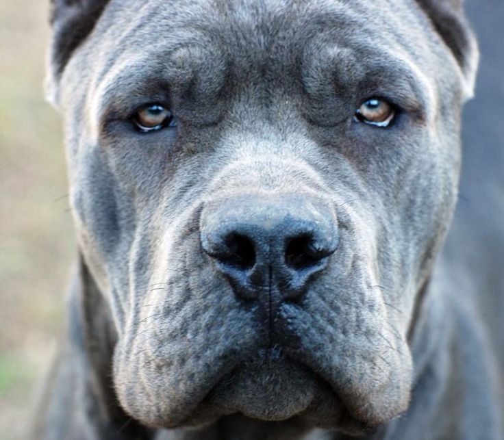 Stud Service Italian mastiff canecorso showdog 