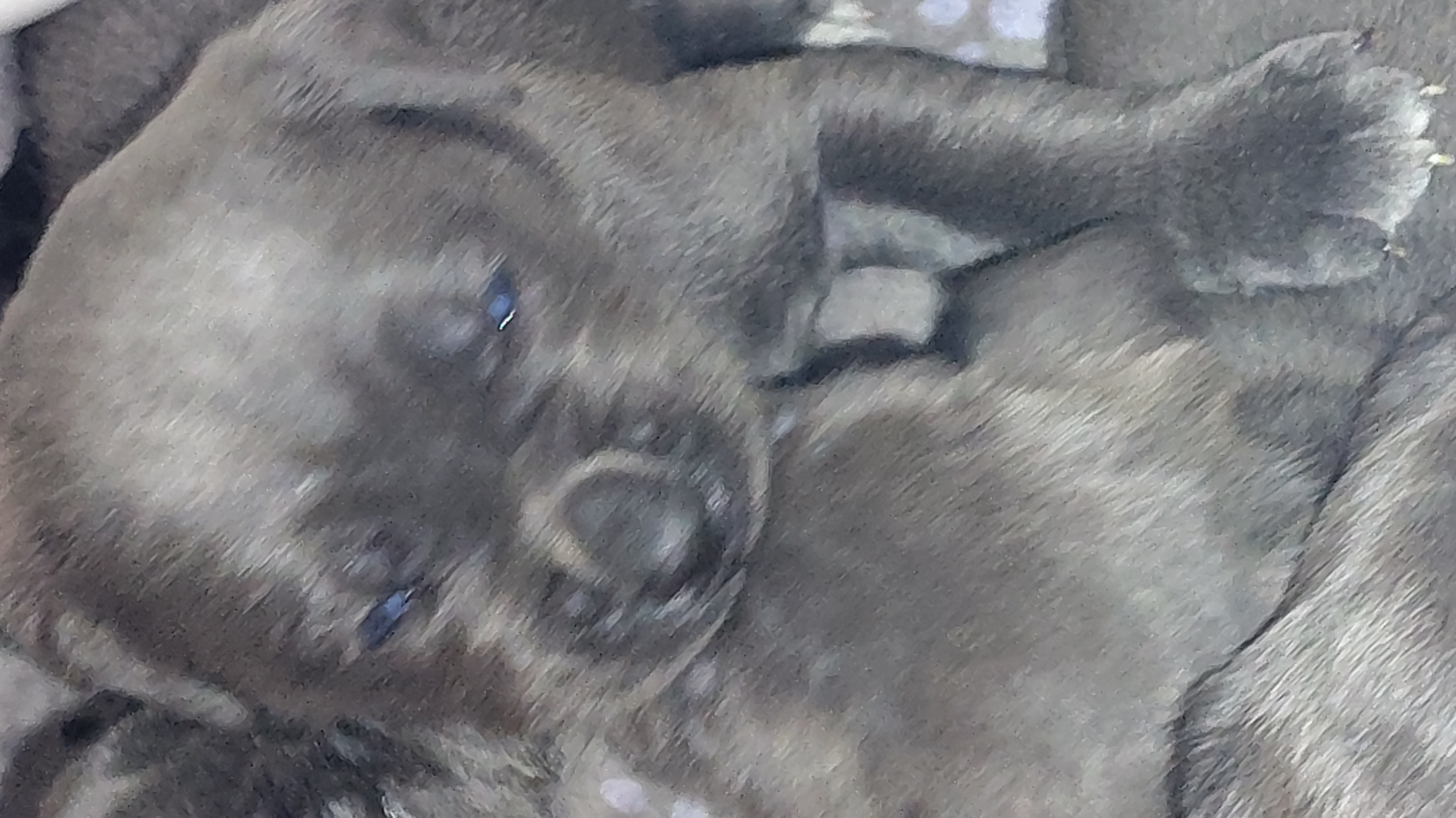 Italian mastiff canecorso showdog AKC ifcc registered 