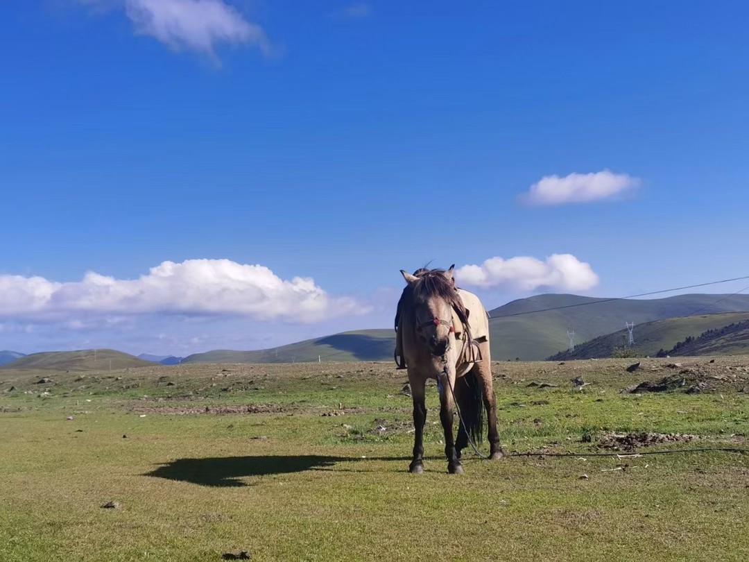 “Cavalcando la Cina: Tra Steppe, Montagne e Tradizioni”