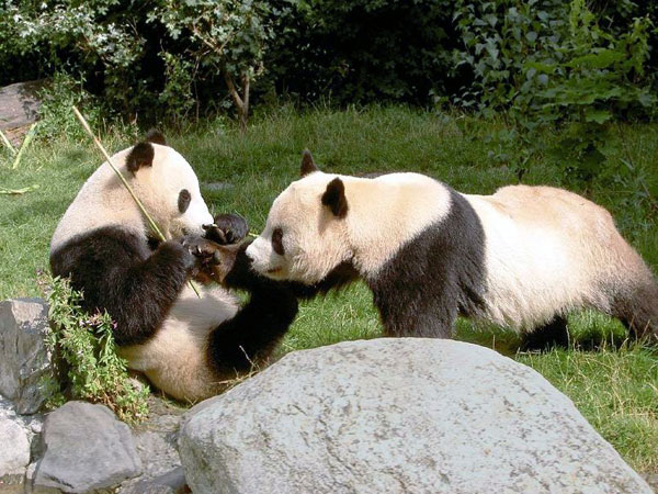 Viaggio di 13 Giorni in Tibet ed Paese delle Meraviglie di Panda - VOLI INCLUSI