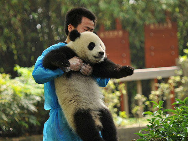 Tour del Panda della Cina di 12 Giorni - VOLI INCLUSI