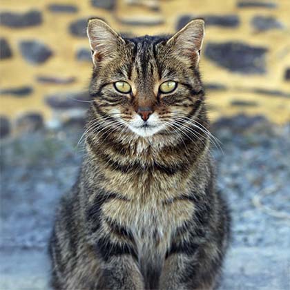 Bon Cadeau Shooting photo Animal de compagnie