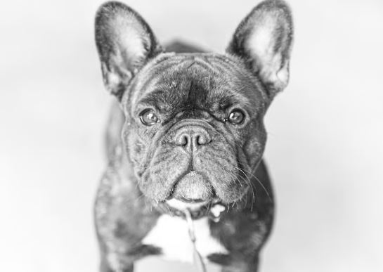 Bon Cadeau Shooting photo Animal de compagnie