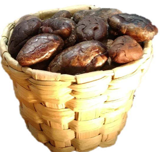 Criollo Roasted Cocoa Beans