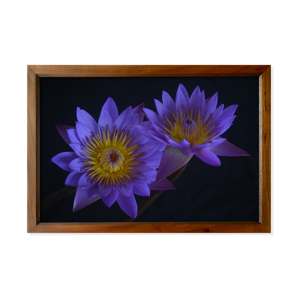 Blue lotus Flower in black background