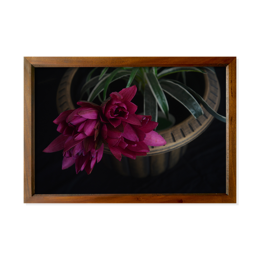 light maroon lotus Flower bunch in a vase