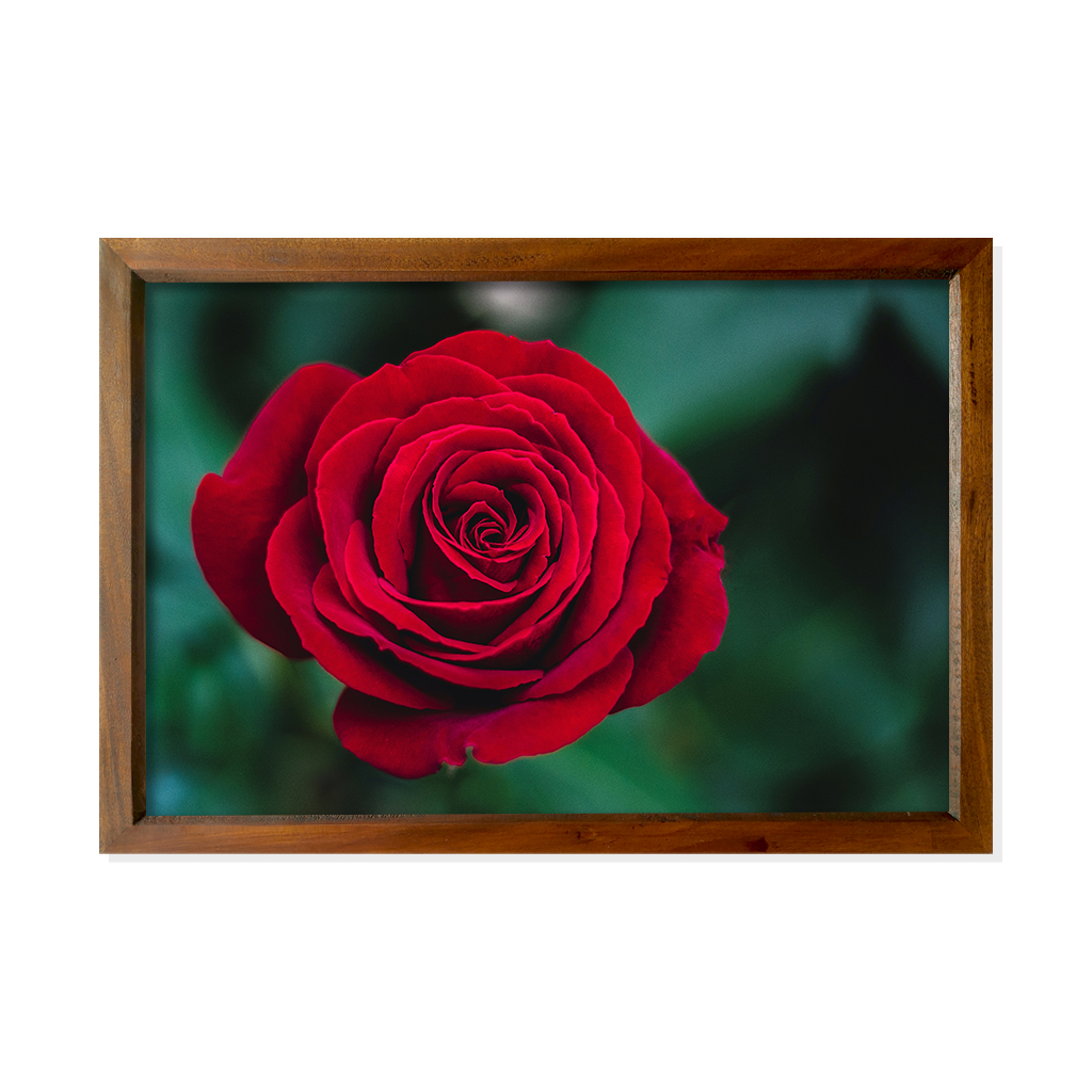 The red Rose close up