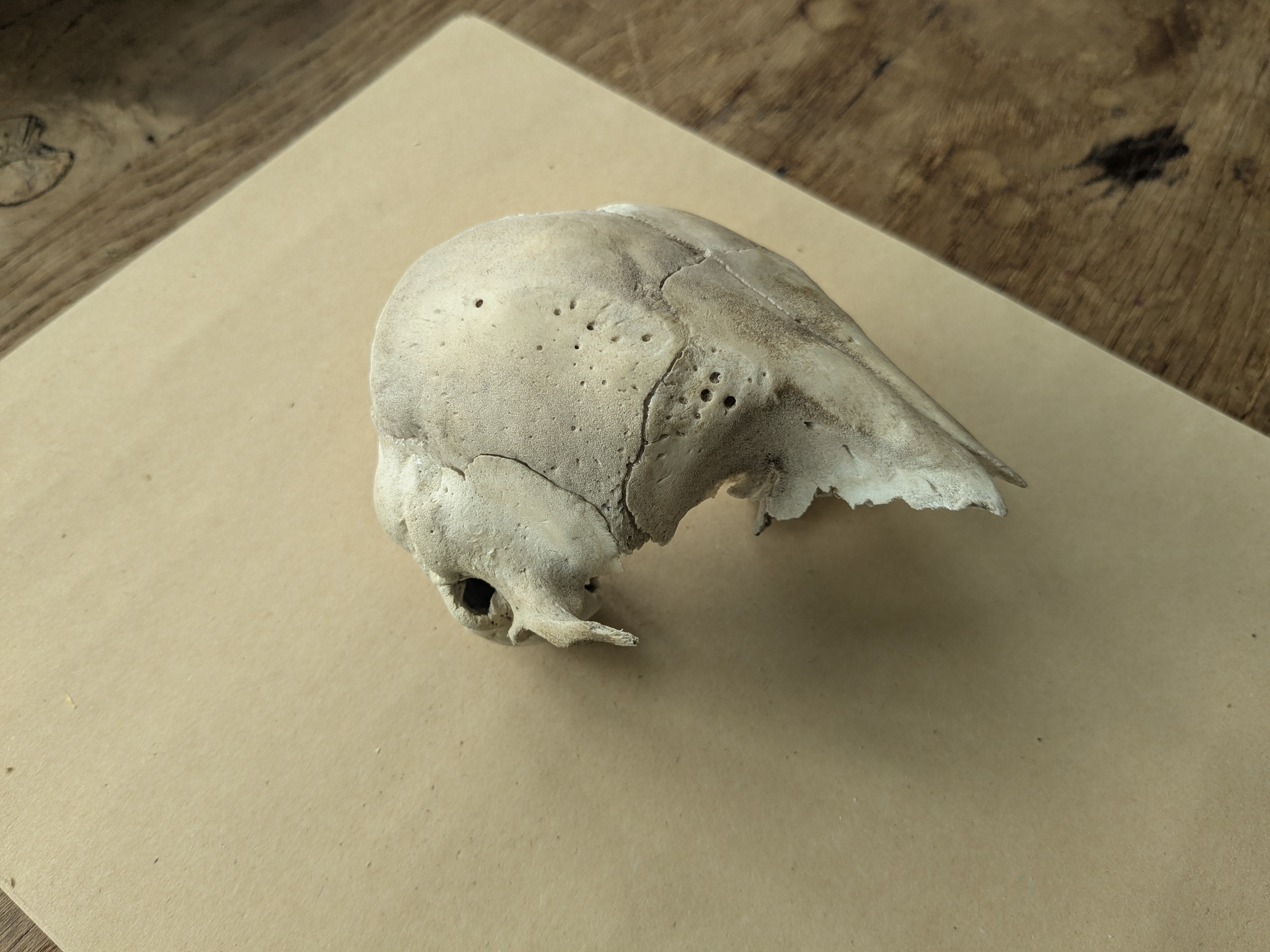 broken seal skull.