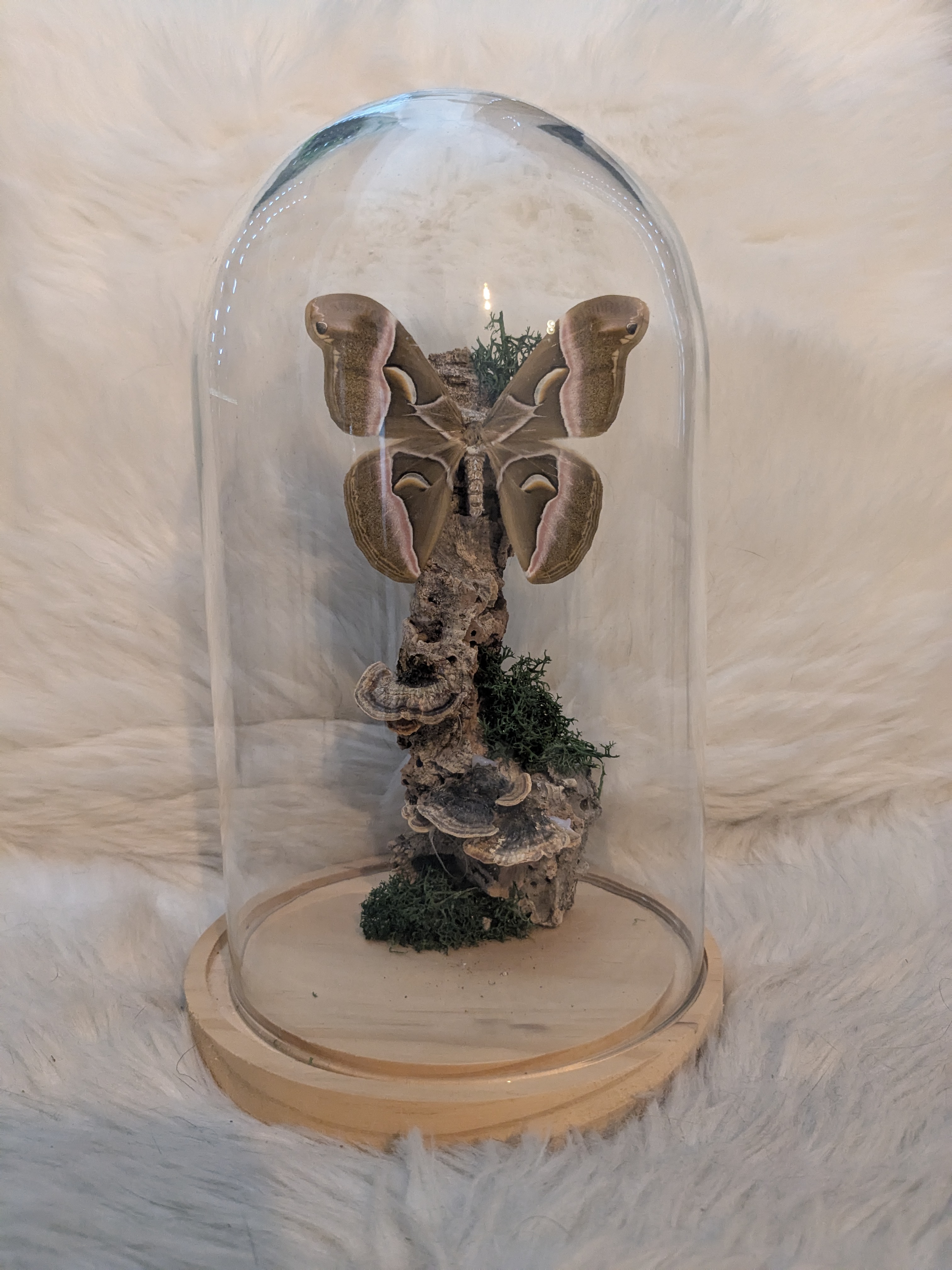 atlas moth on tree trunk