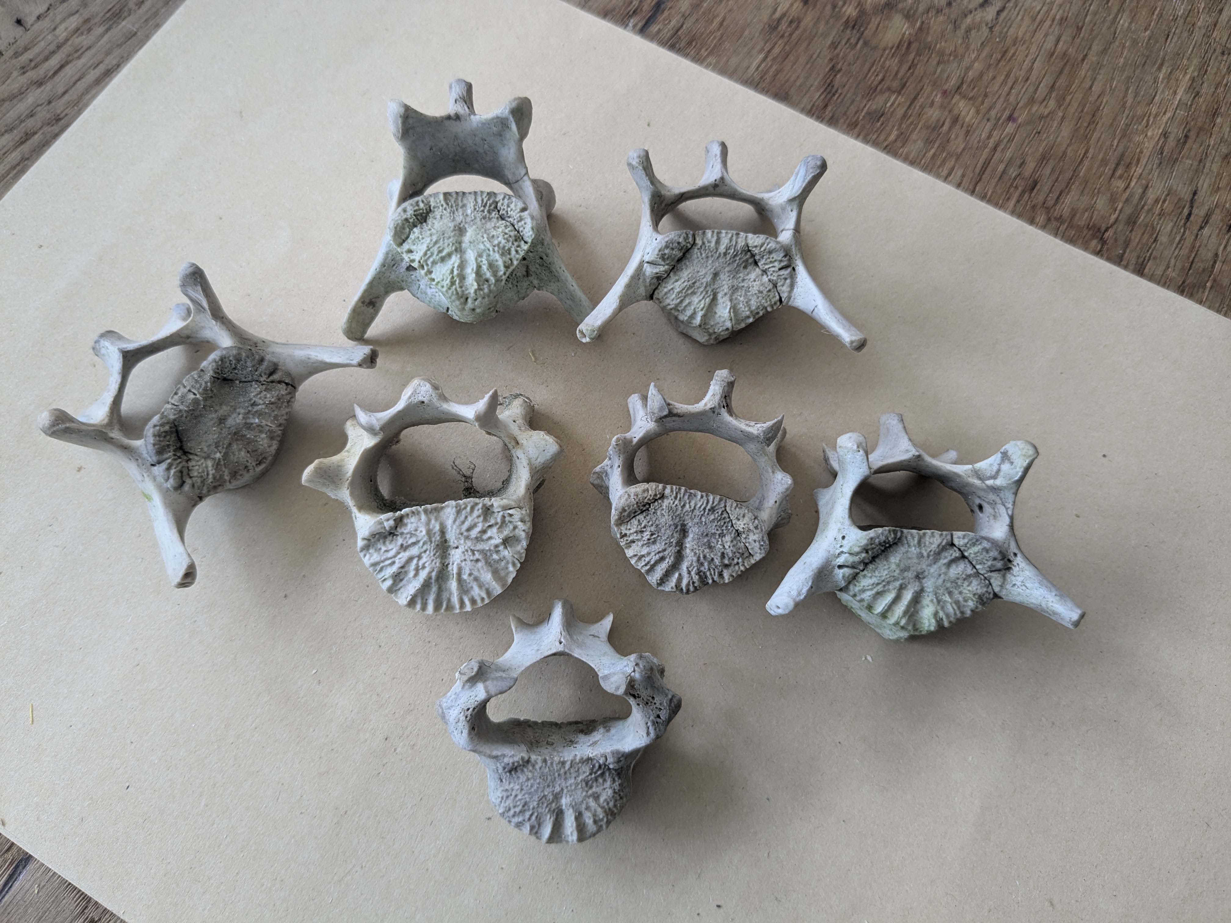 seal vertebrae set