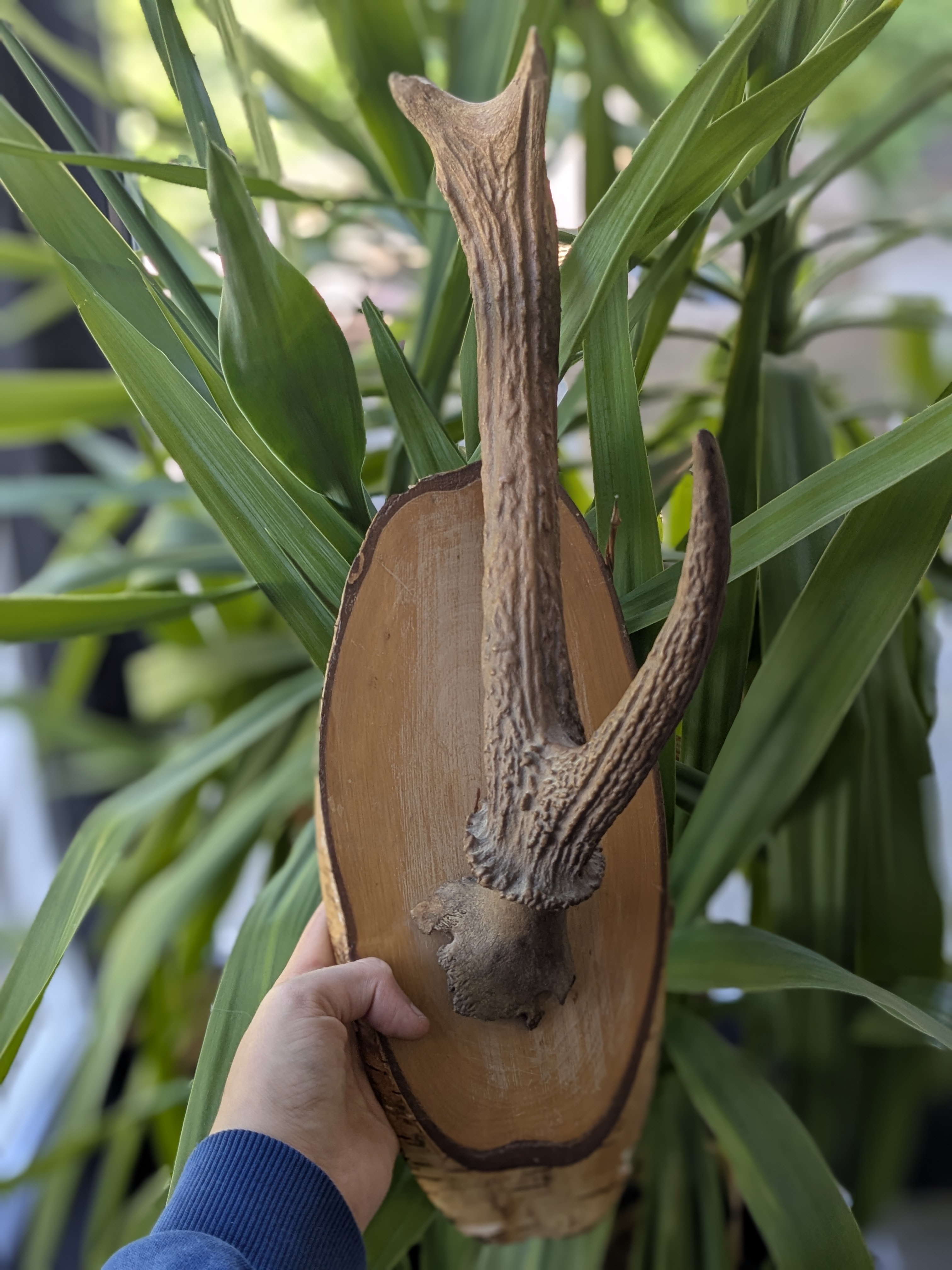 red deer antler mount